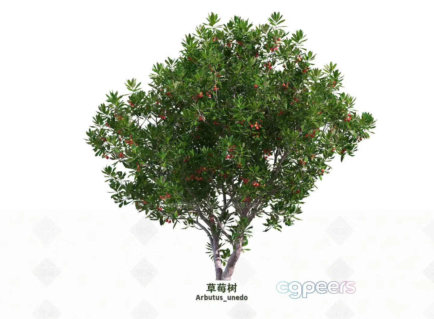 A Tree With Green Leaves And Red Berries 3D Model – 3540 – VRAY Render