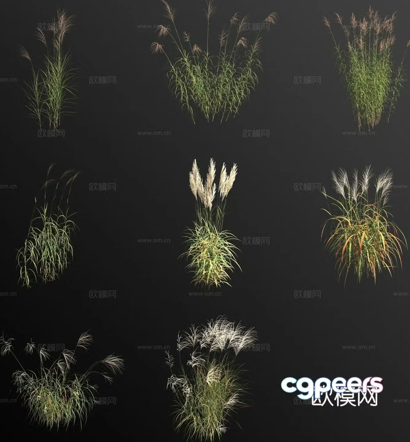 3d model of sorghum flower and grass