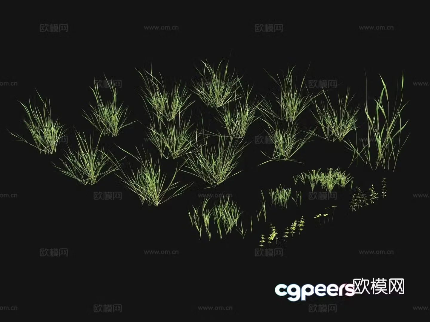 Flowers and plants Lawn Grass Seeds 3D Model