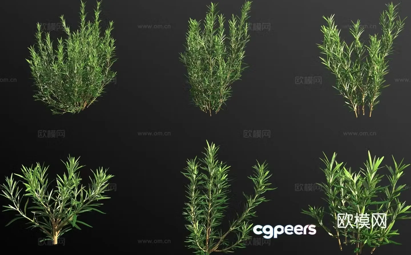 rosemary shrub plant 3d model