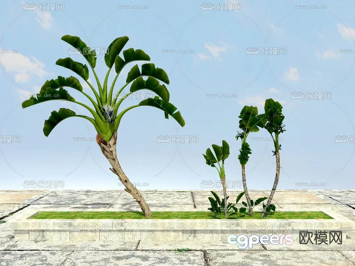 Tropical plants 3d model