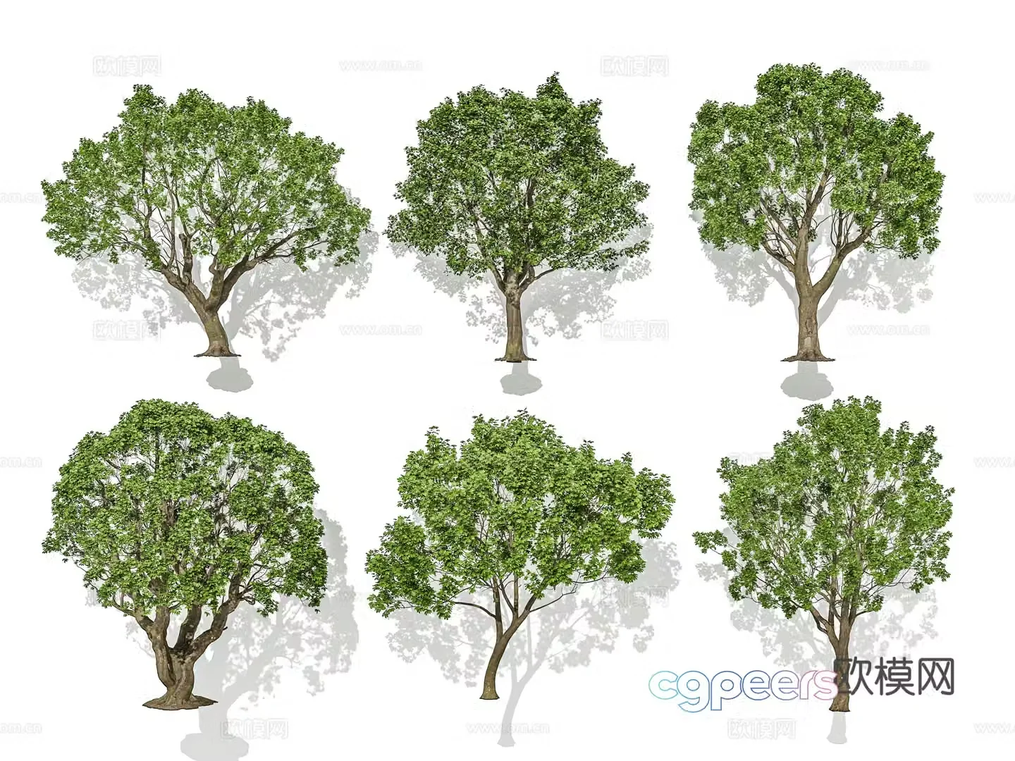 Tree Street Tree Landscape Tree Solitary Tree Planting 3D Model