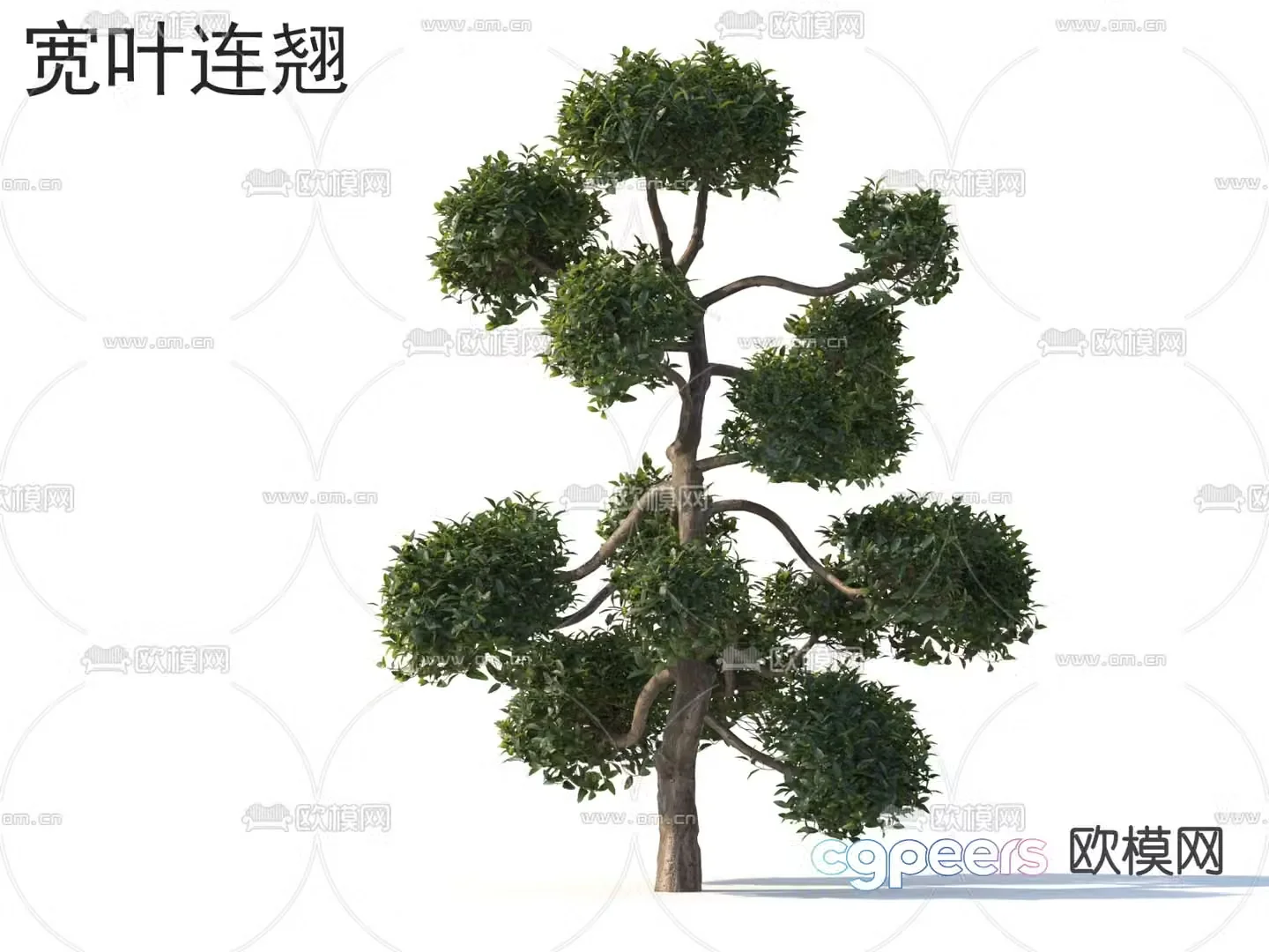 Wide leaf forsythia tree tree 3d model