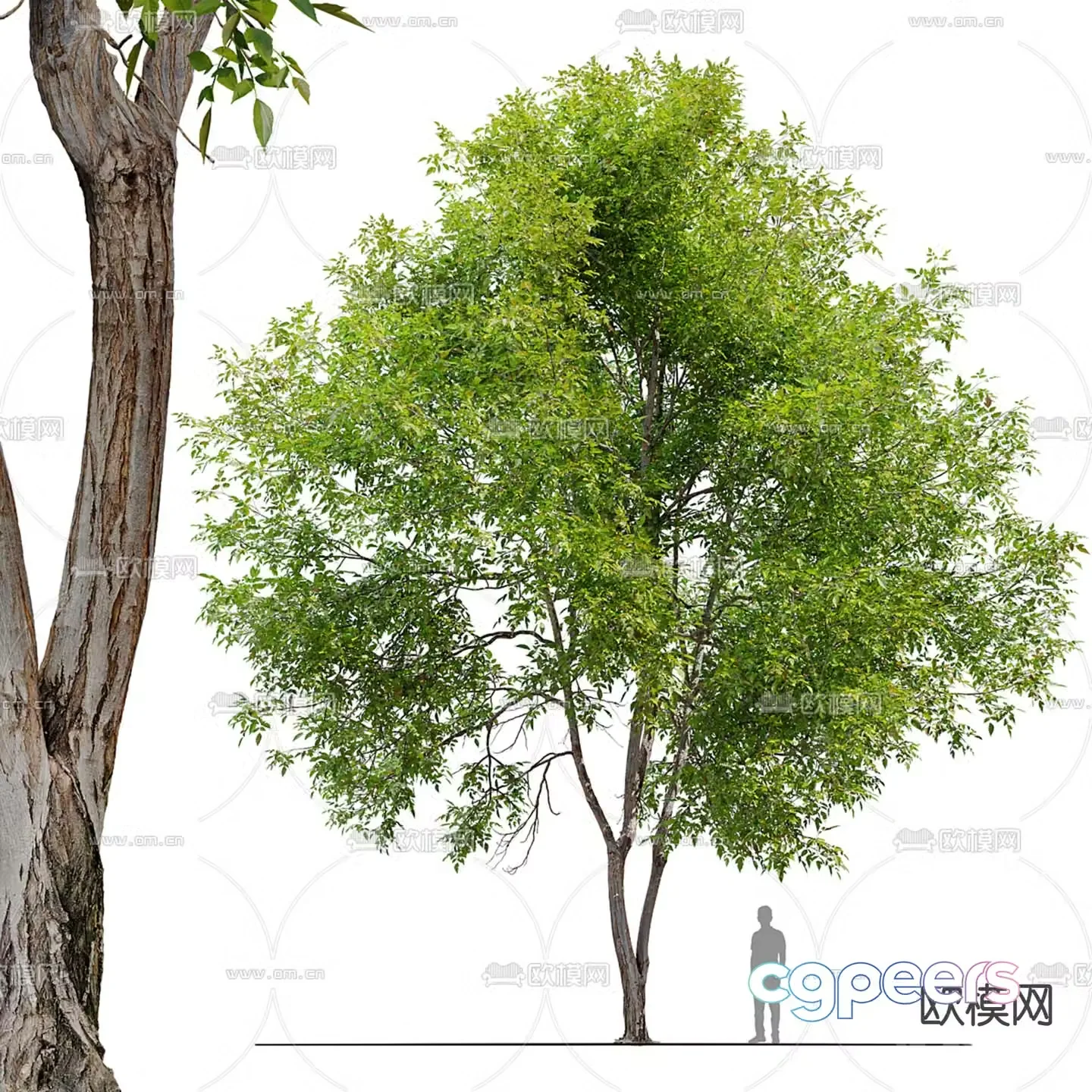 Fraxinus mandshurica landscape tree 3d model