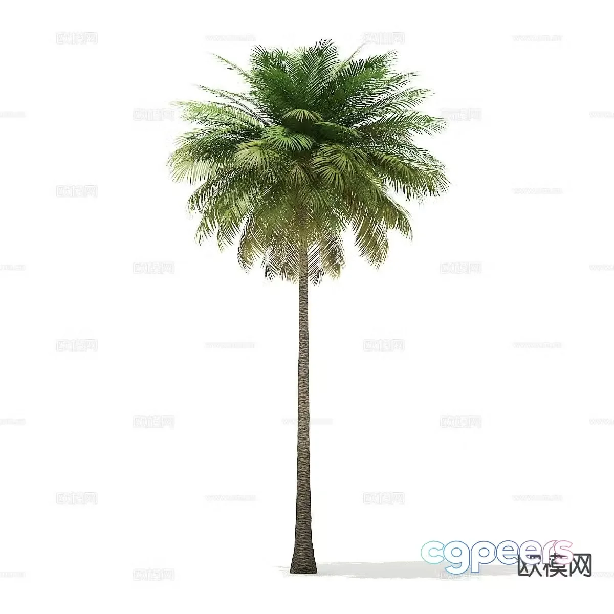 Trees Landscape Trees Street Trees Palm Trees 3D Model