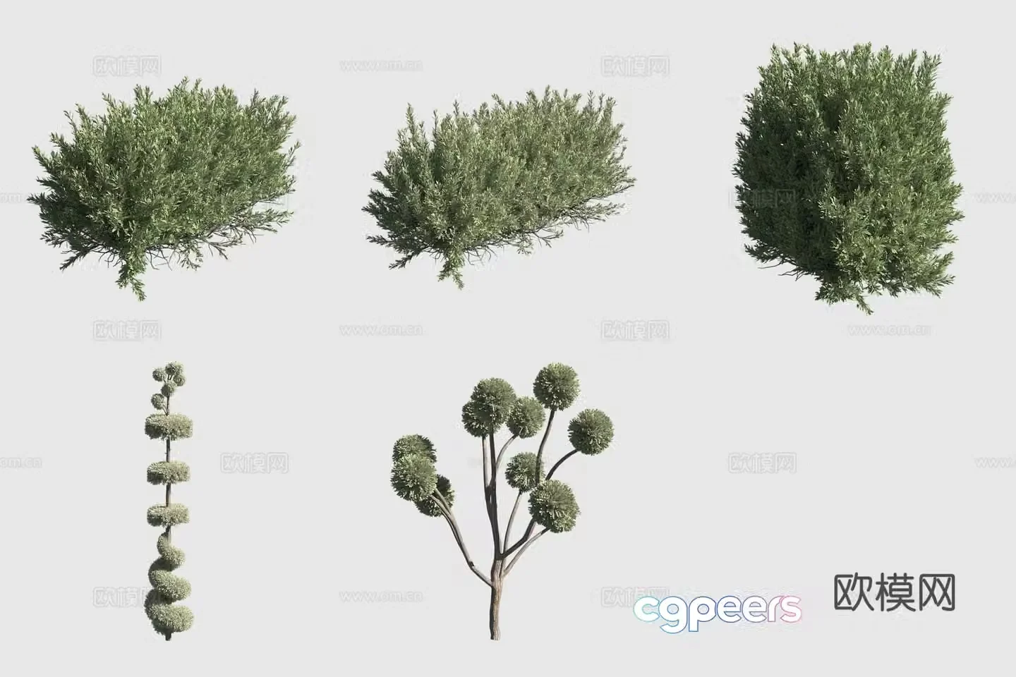Fork round cypress hedge bush 3d model