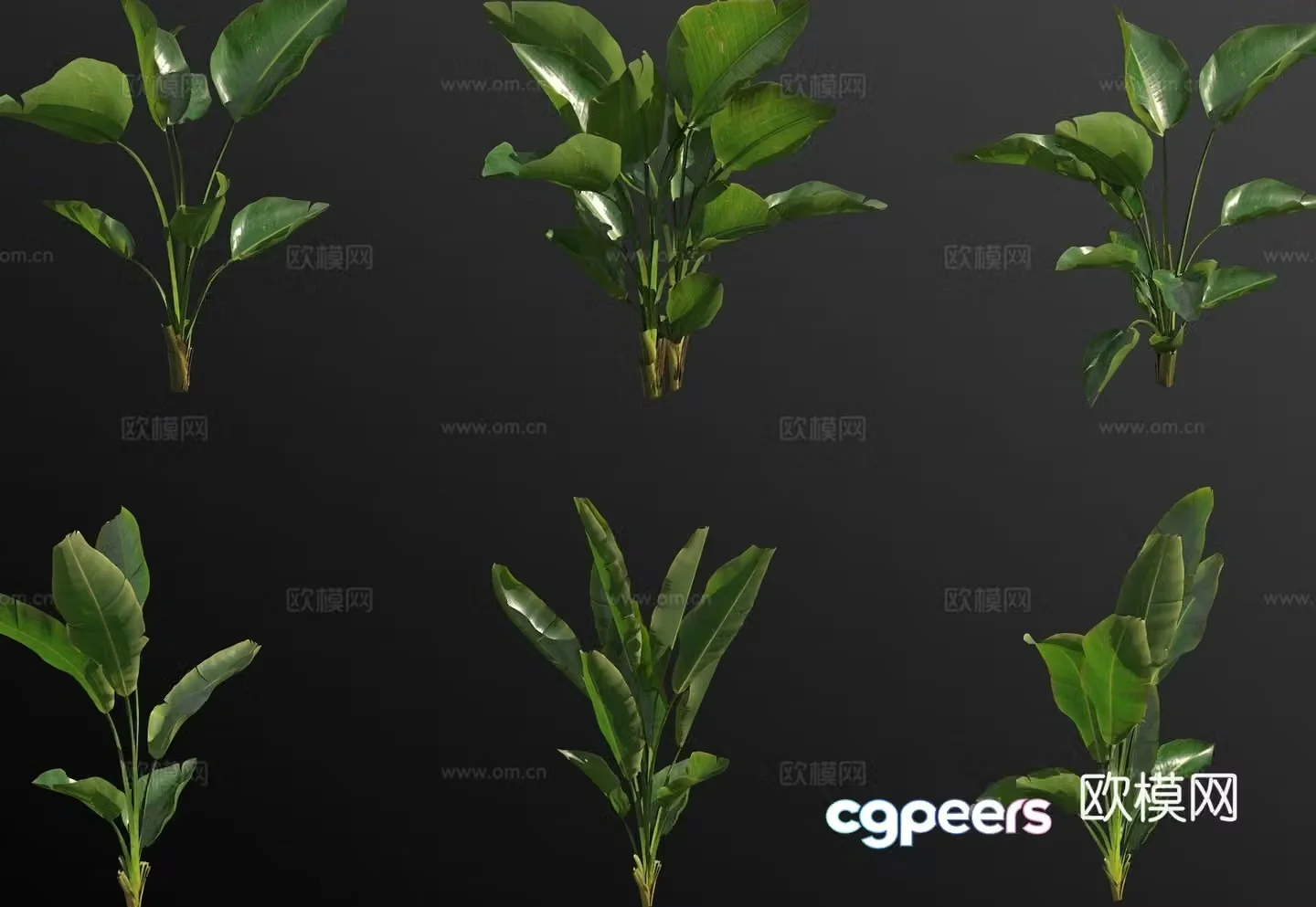 Strelitzia reginae bird of paradise flowers green plants 3d model