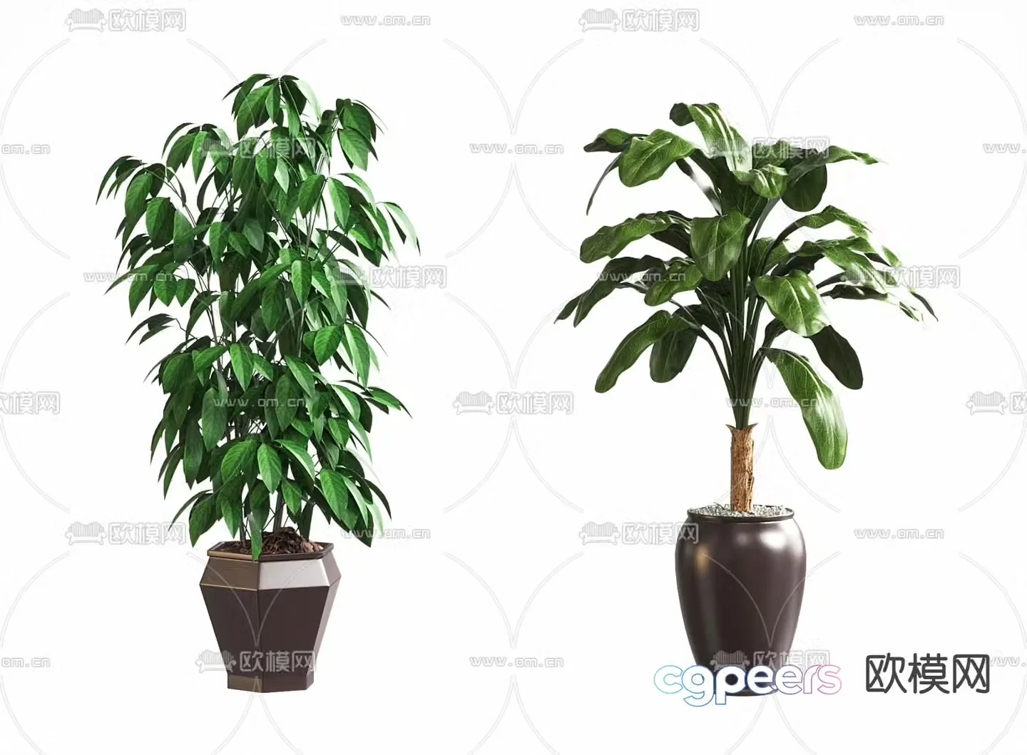 Potted plants Bonsai Green plants 3D model