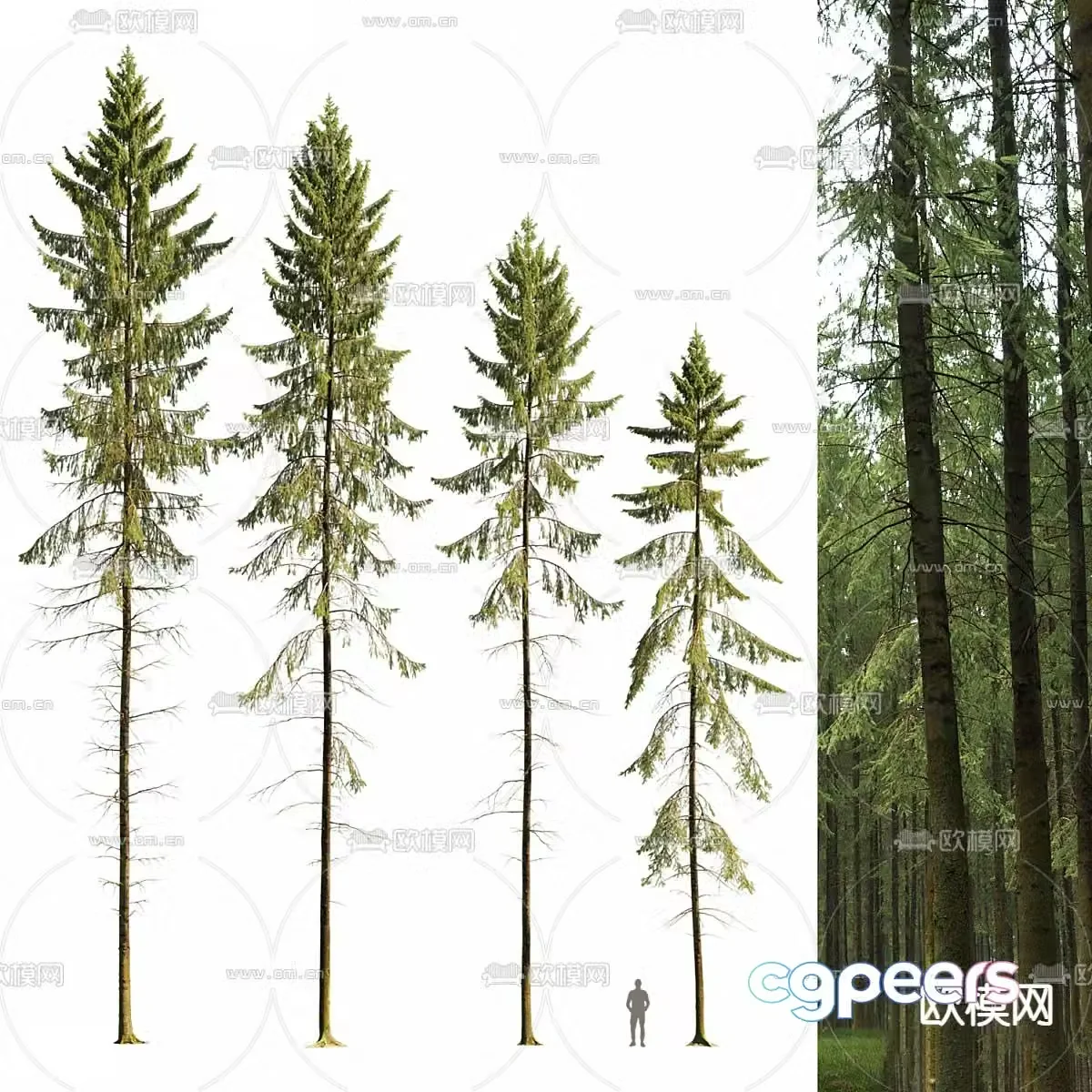 spruce pine trees 3d model
