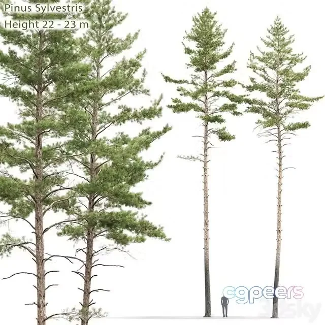 3ds Max Free – Pinus sylvestris # 10 (22-23m)