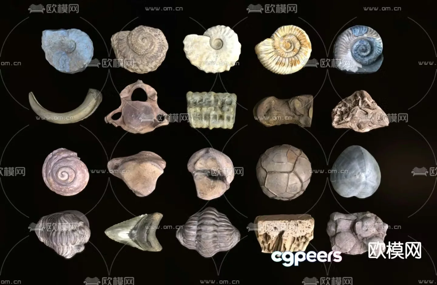 stone conch fossil landscape stone 3d model