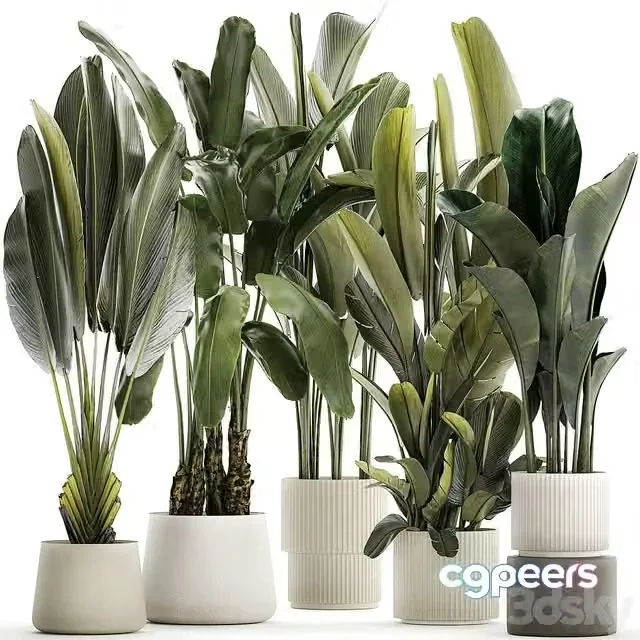 3ds Max Free – A set of exotic bushes of plants in a flower pot Ravenala, Strelittia, Banana palm. Collection 1330