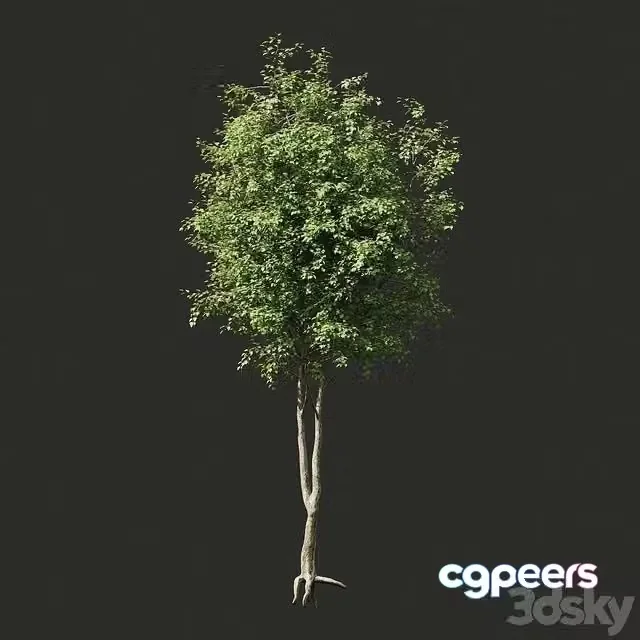 3ds Max Free – Summer tree # 2