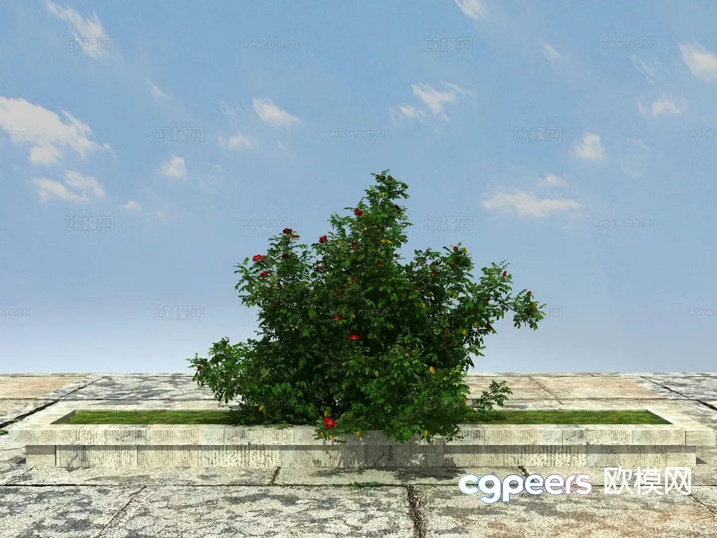 Flowering plant shrub 3d model