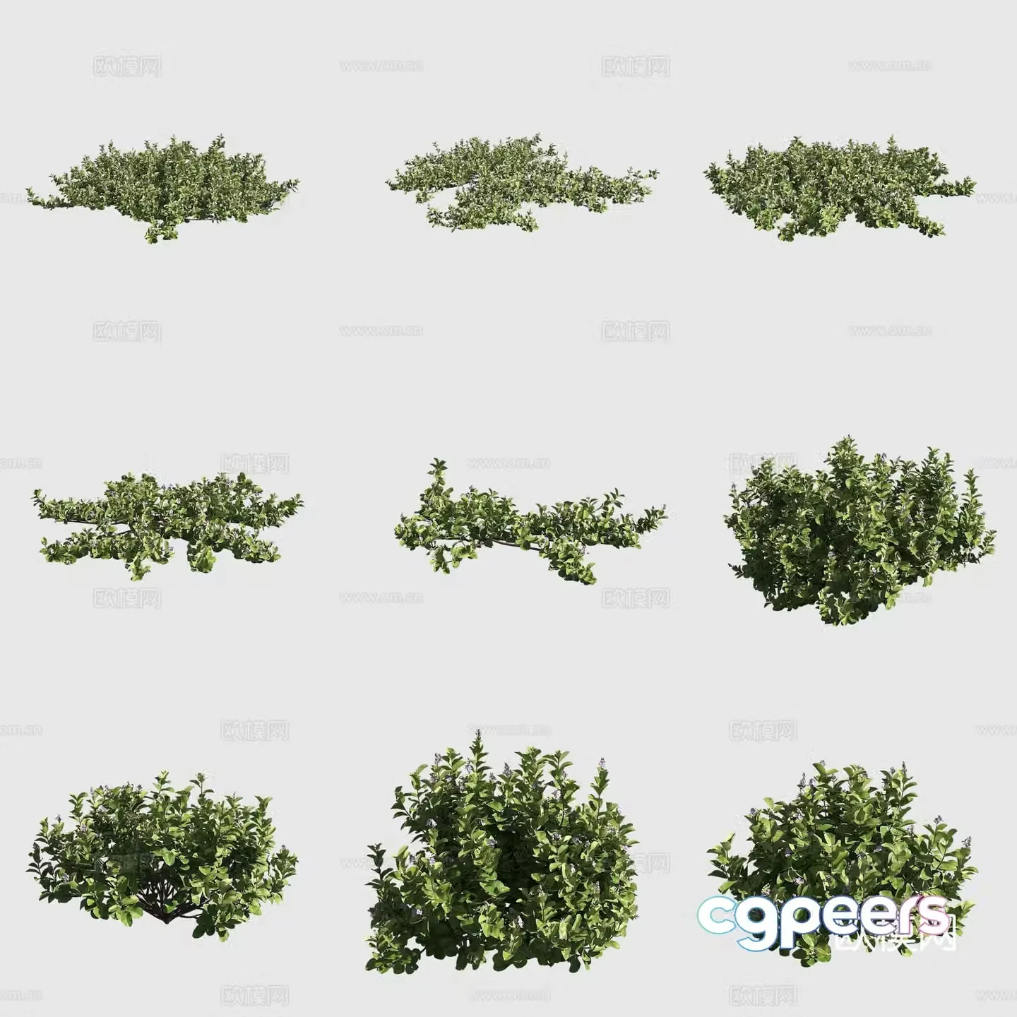 Single leaf vine hawaiian plant 3D model