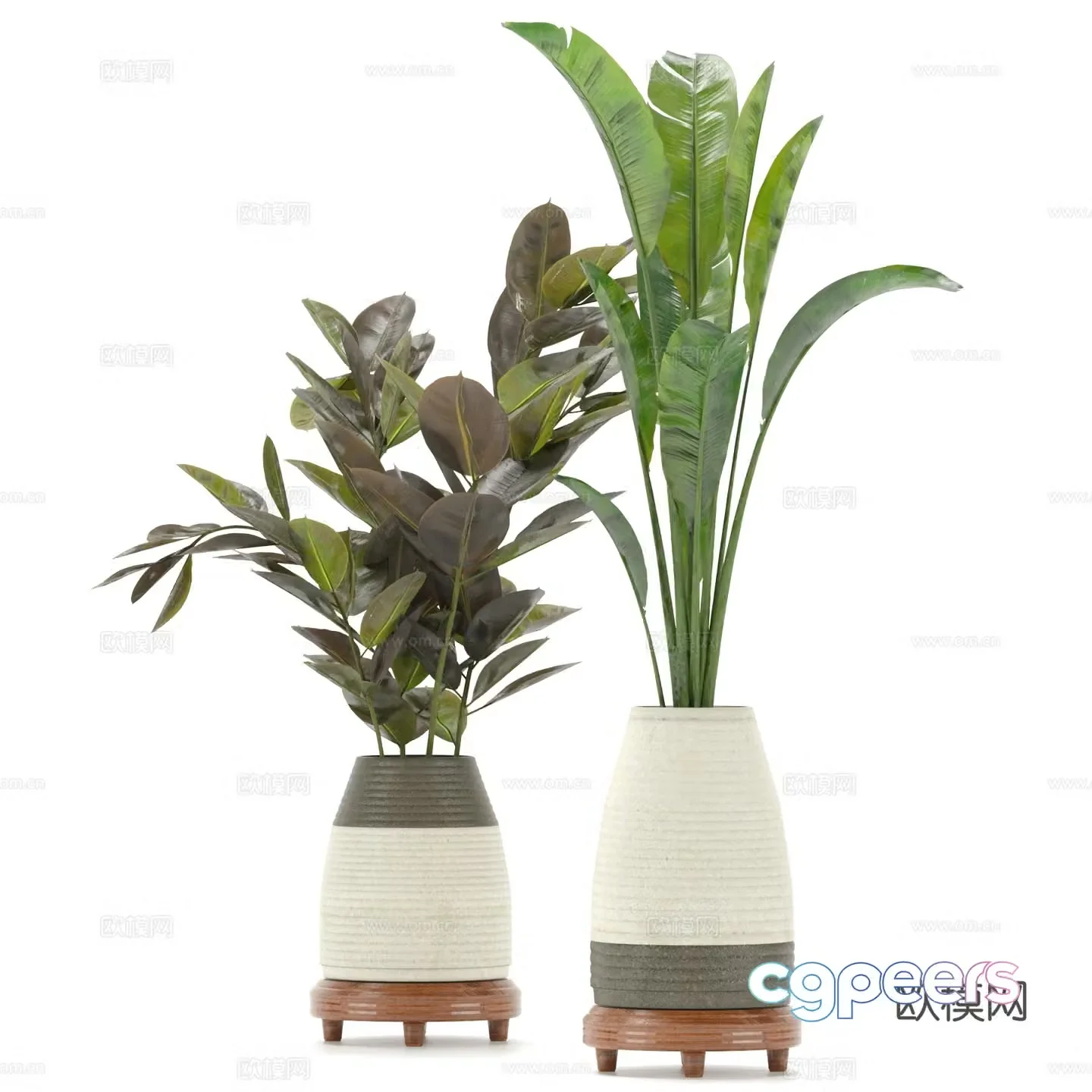 Green plant potted 3D model