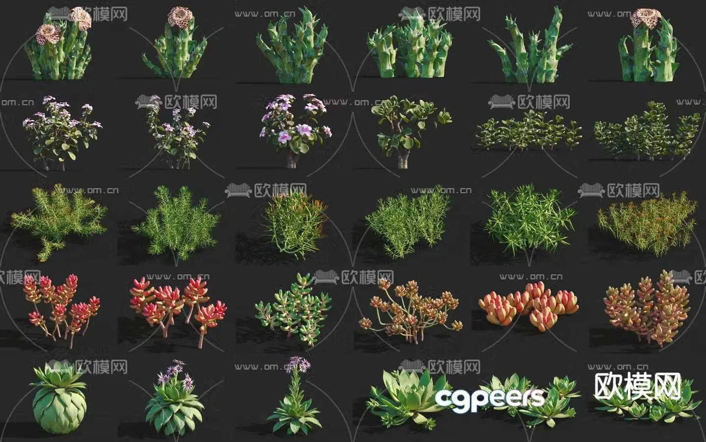 Succulents shrub 3d model