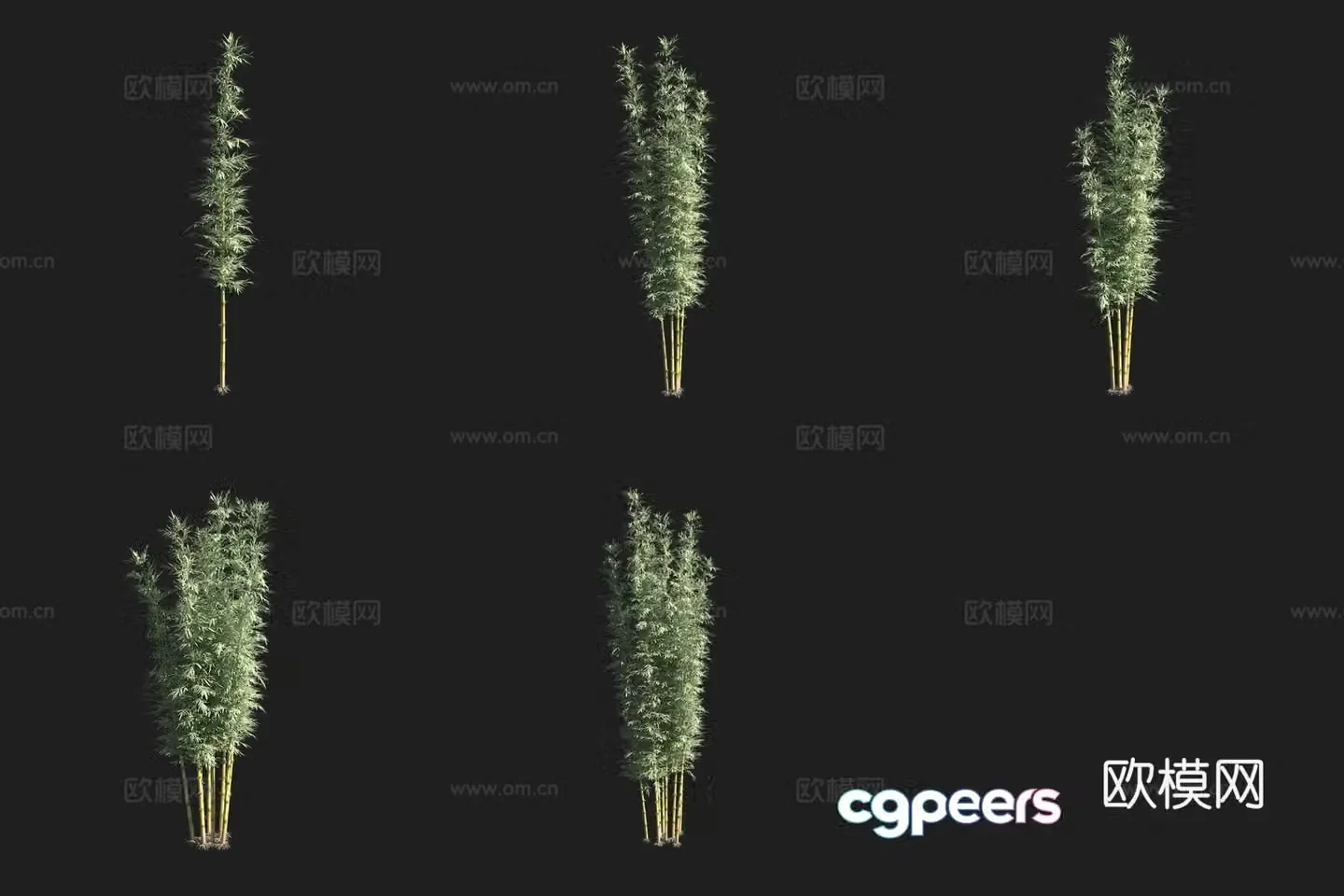 Chilean bamboo bamboo forest 3d model