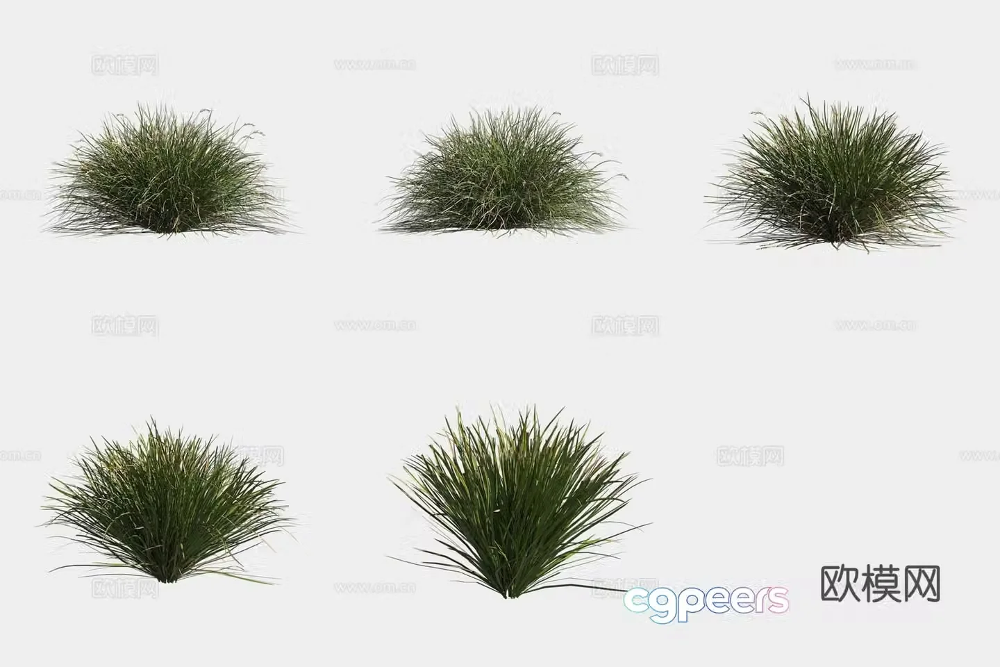 Slim sedge bush 3d model