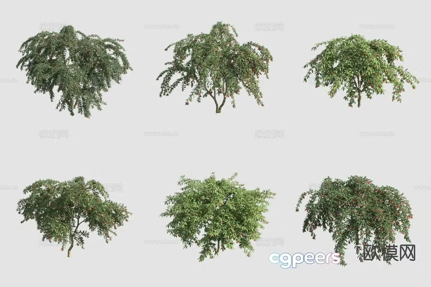 willow leaf cotoneaster flower tree 3d model