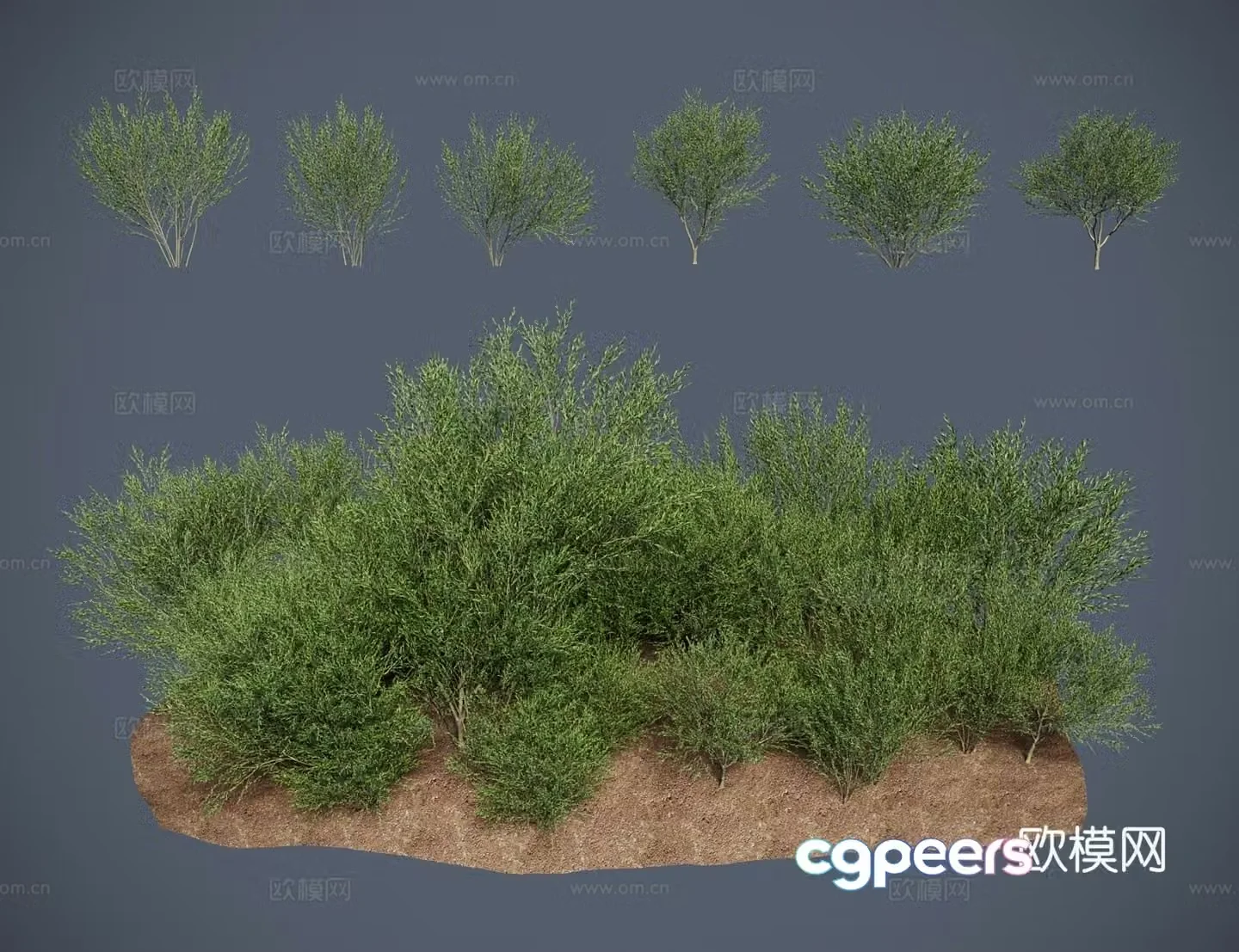Modern shrub black willow root small red willow 3D model