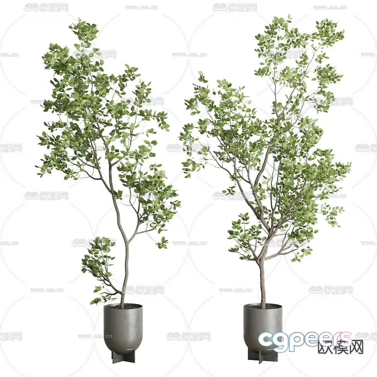 Potted plants Bonsai Green plants 3D model