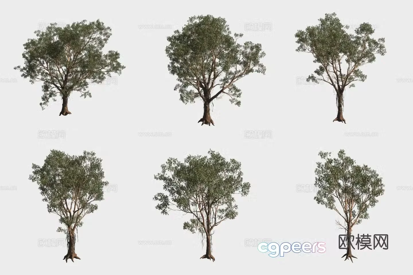 Chapman Eucalyptus Trees Woods 3D Model