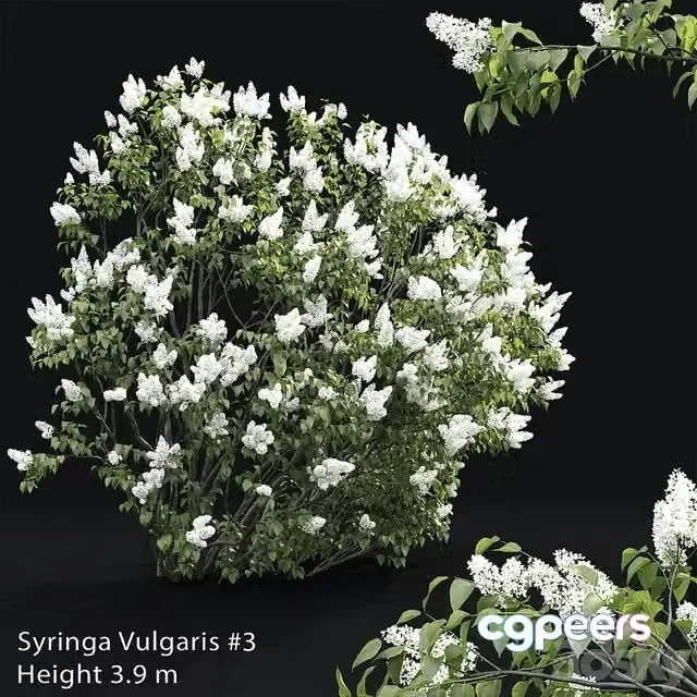 3ds Max Free – Syringa vulgaris # 3