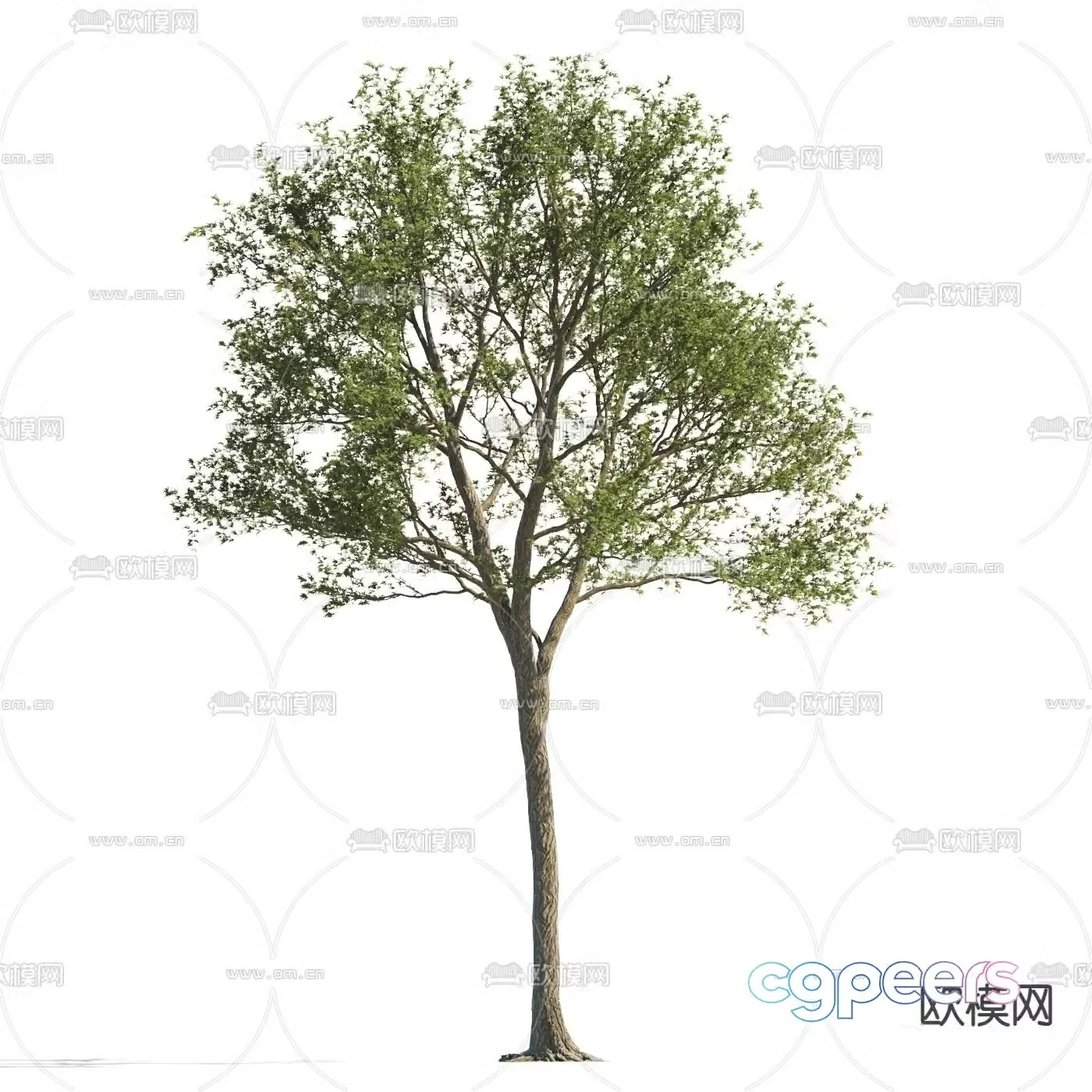 Landscape tree street tree courtyard tree 3d model