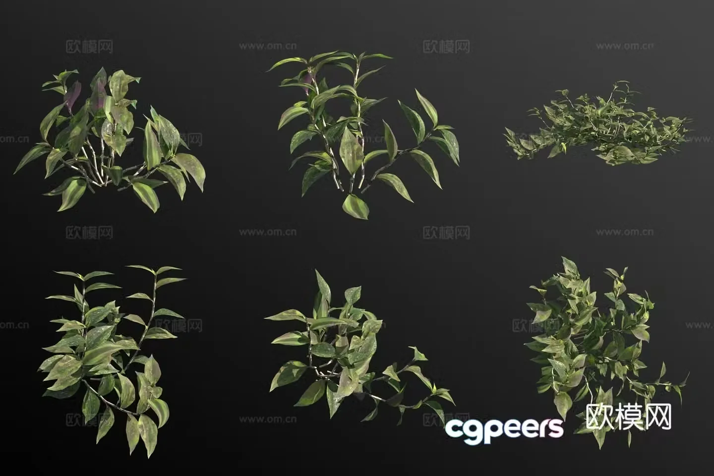 Hanging bamboo plum green plant shrub 3d model