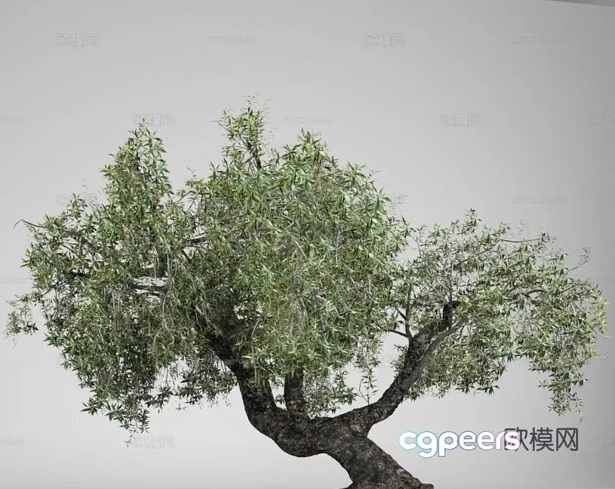 olive tree landscape tree ancient tree 3d model