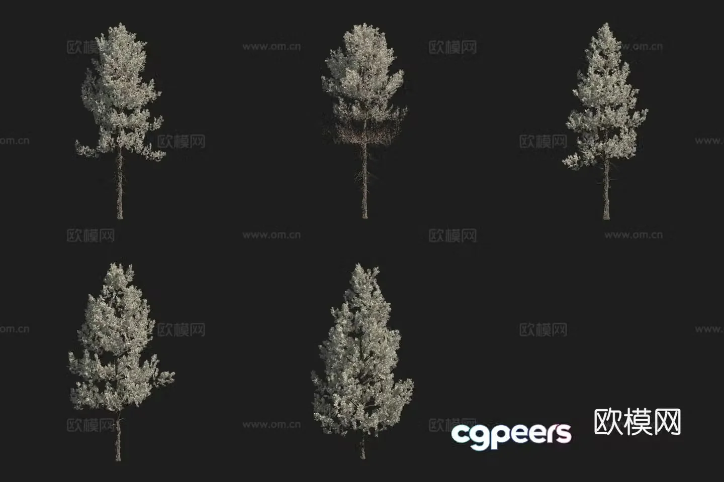 Blue leaf North American yellow fir tree North American tree 3d model