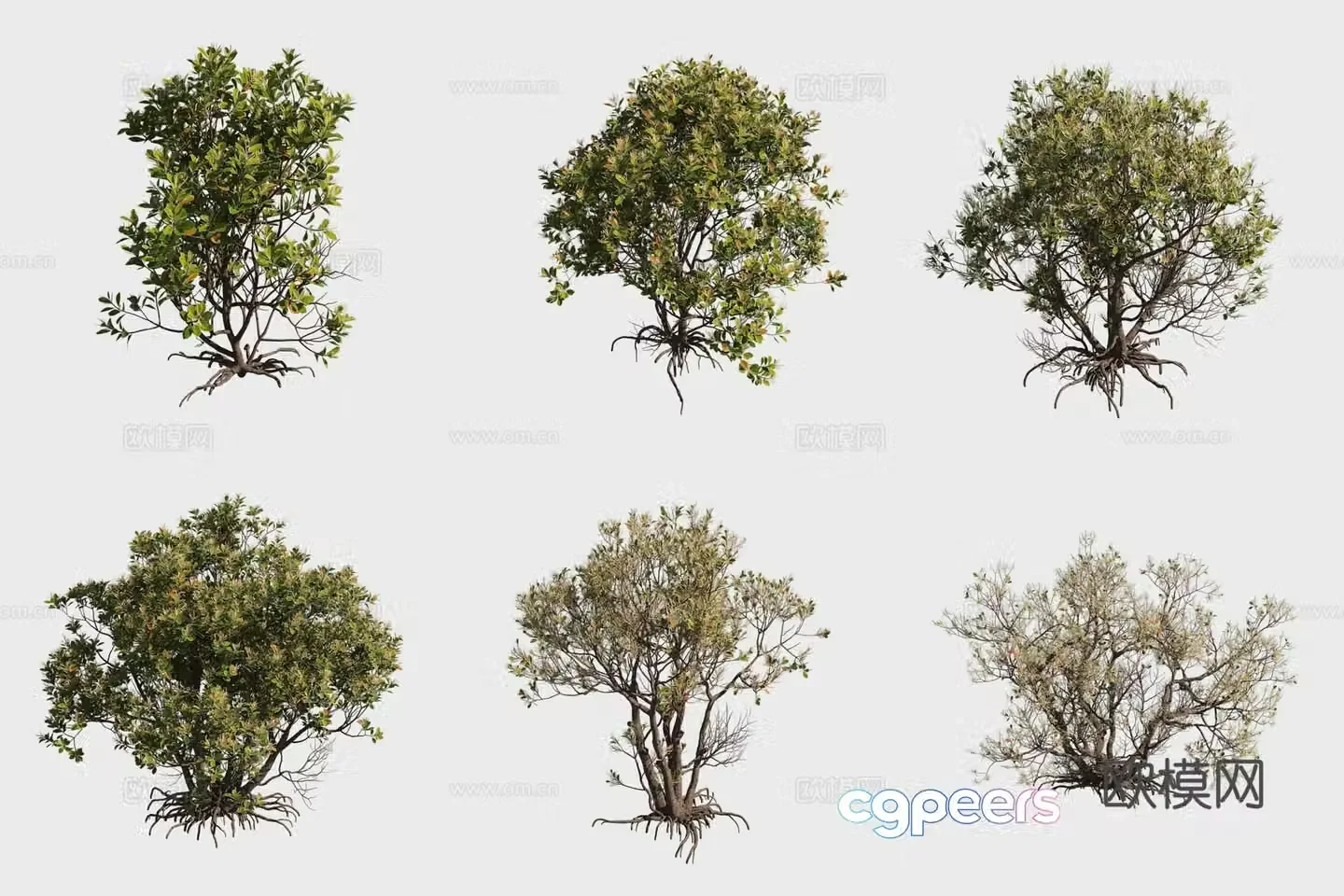 Sea paint mangrove plant 3d model