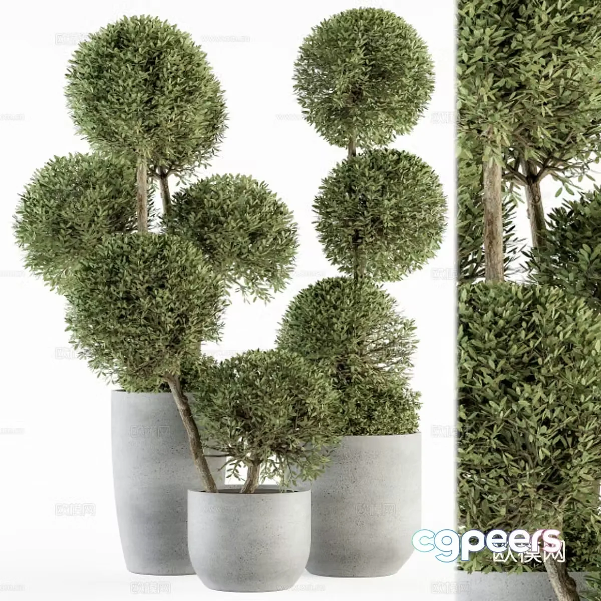 Green plant potted 3D model