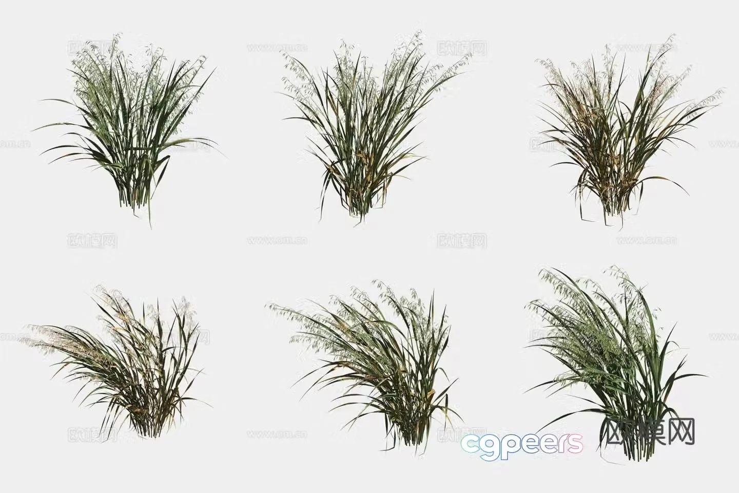Oat crop crop 3d model