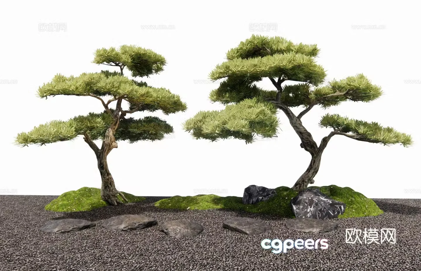 New Chinese Populus Arhat Black Pine Landscape Tree Tree Stone Step Moss 3D Model