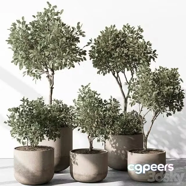 3ds Max Free – Indoor Plant 572 – European Olive