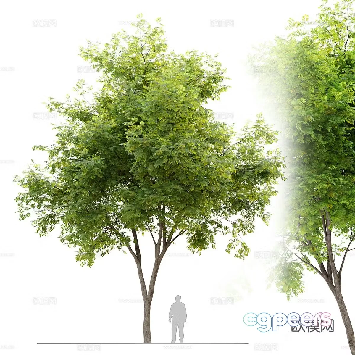 Black locust tree landscape tree 3d model