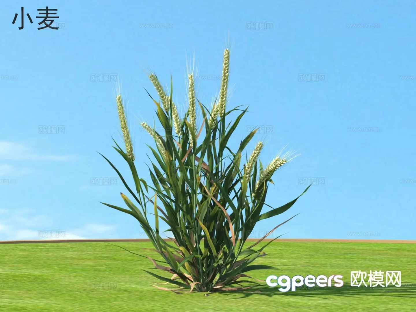 Wheat Crop 3D Model