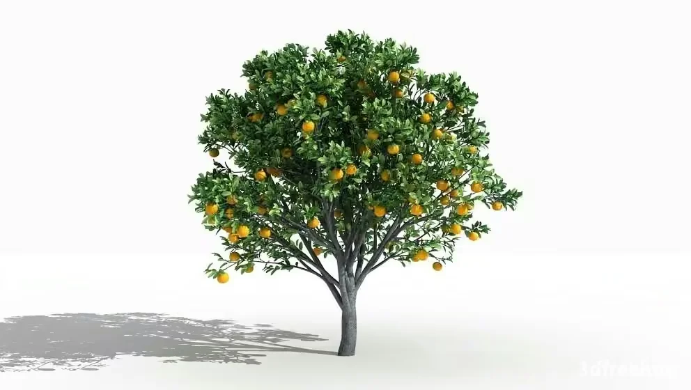 A Tree With Yellow Fruit 3D Model – 23243 – VRAY Render