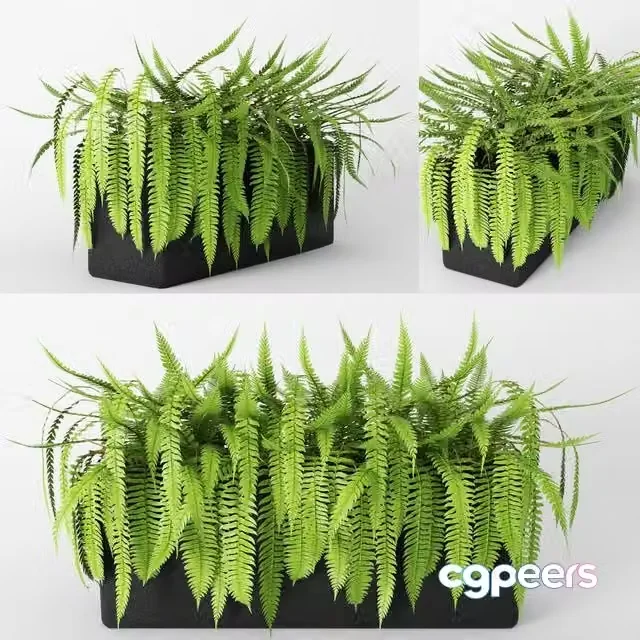 3ds Max Free – Fern.fern, flower, pot, bush, flowerpot, flower bed