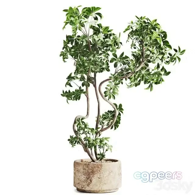 3ds Max Free – Schefflera plant in Stone Pot