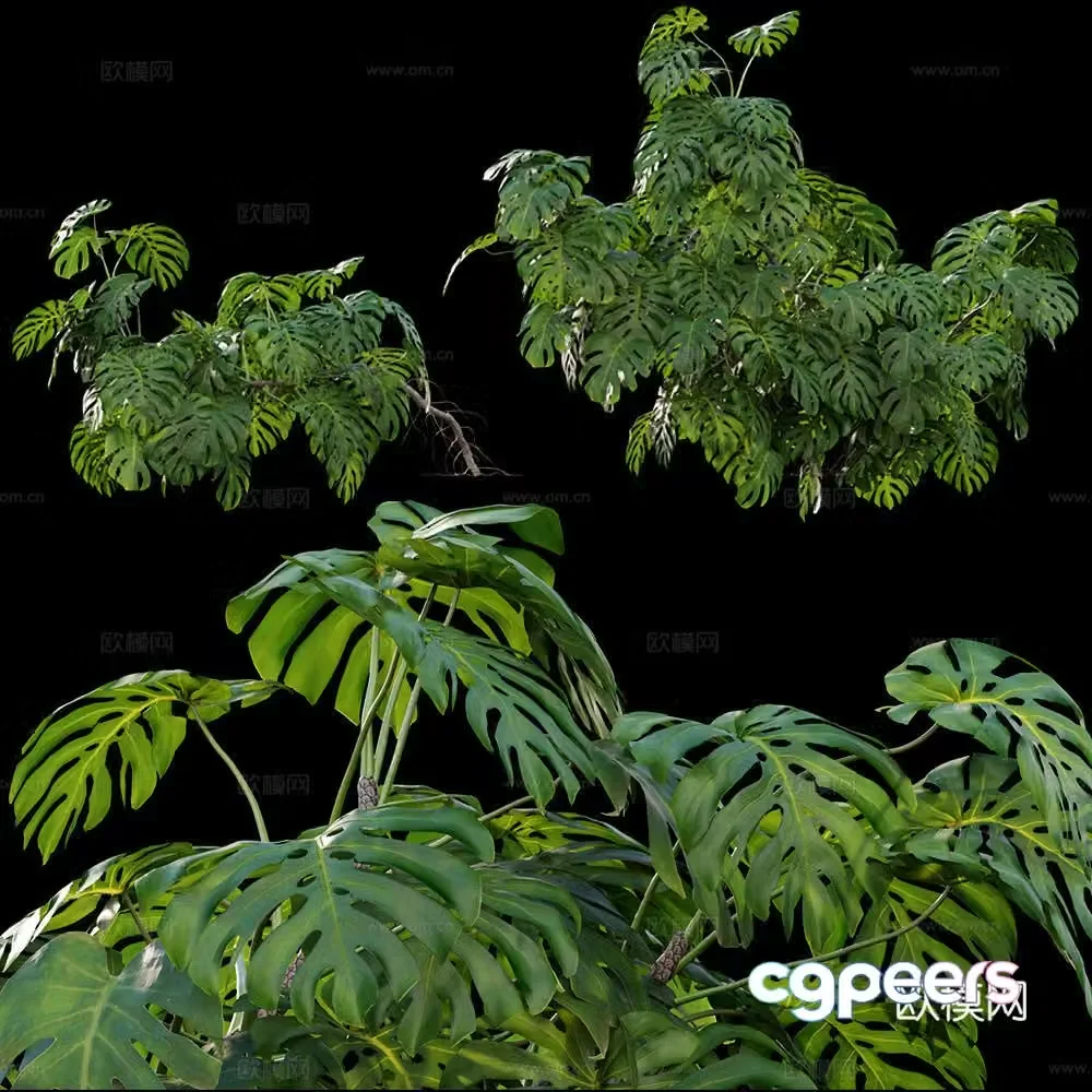 3D model of turtle back leaf green plant