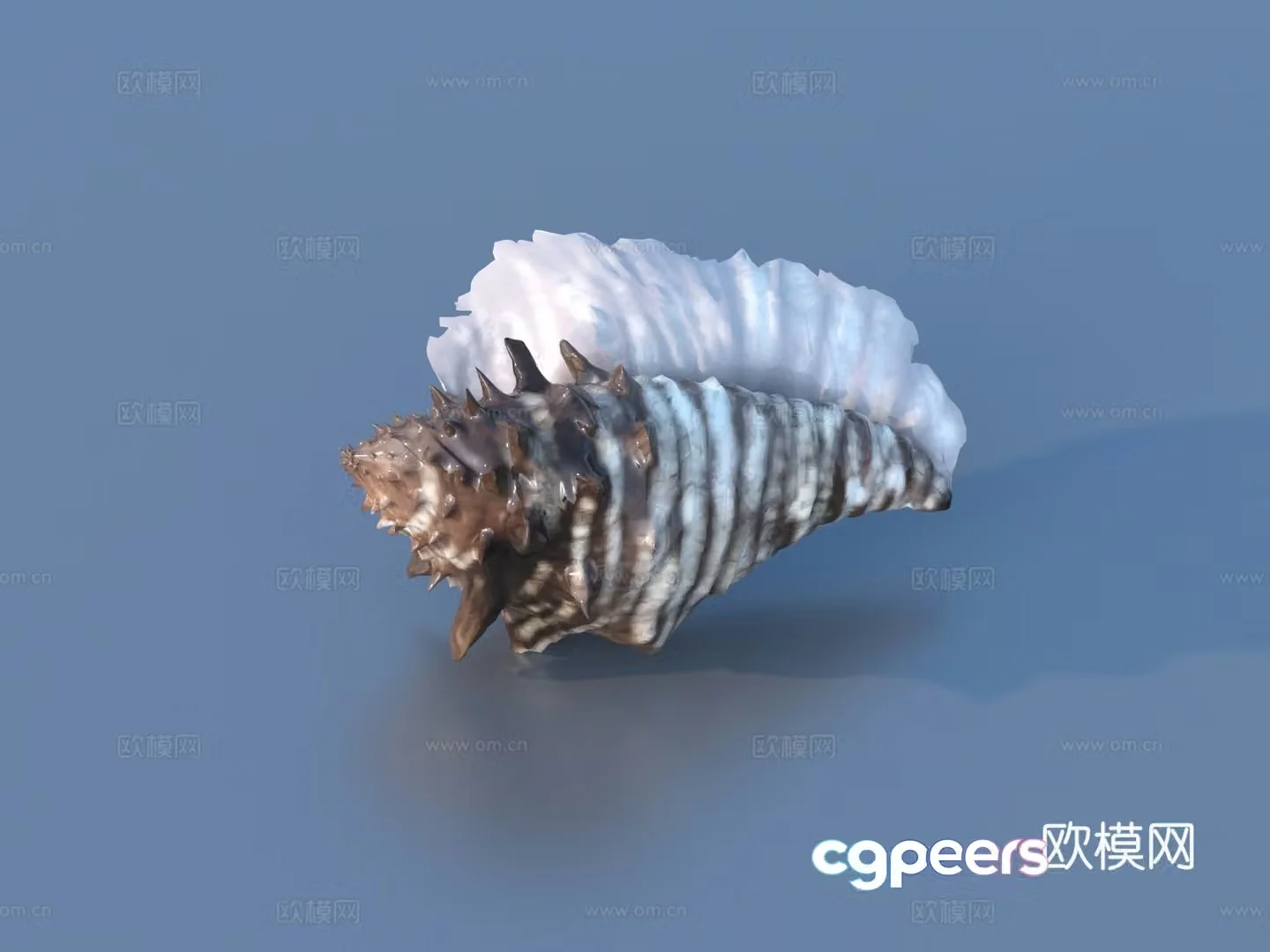 Conch Nautilus Shell Seashell 3D Model