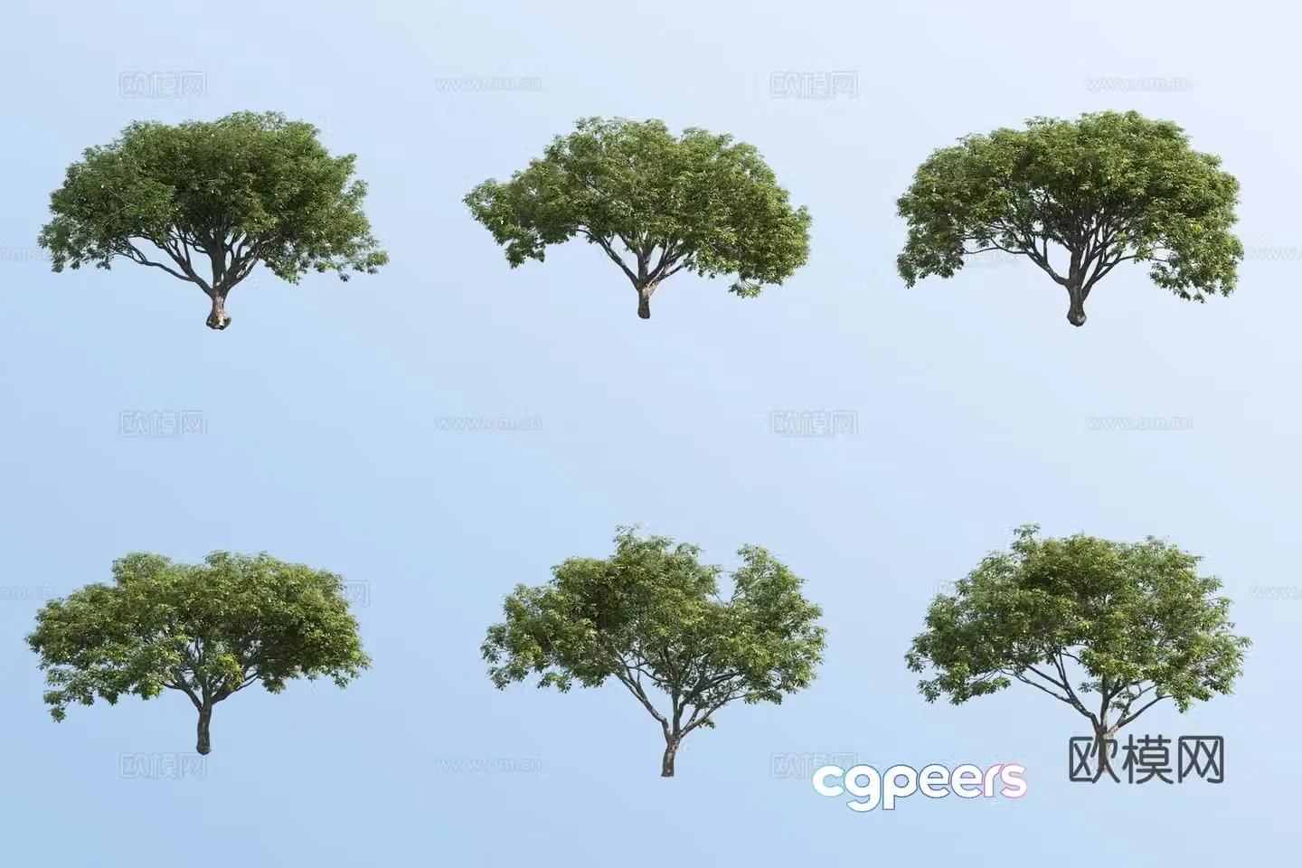 Rain tree 3d model