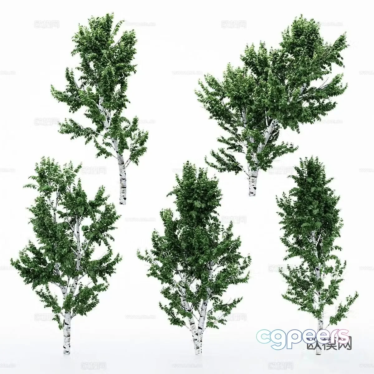birch tree landscape tree road tree arbor 3d model