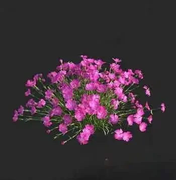 Pink Flower Arrangement 3D Model – 14257 – VRAY Render
