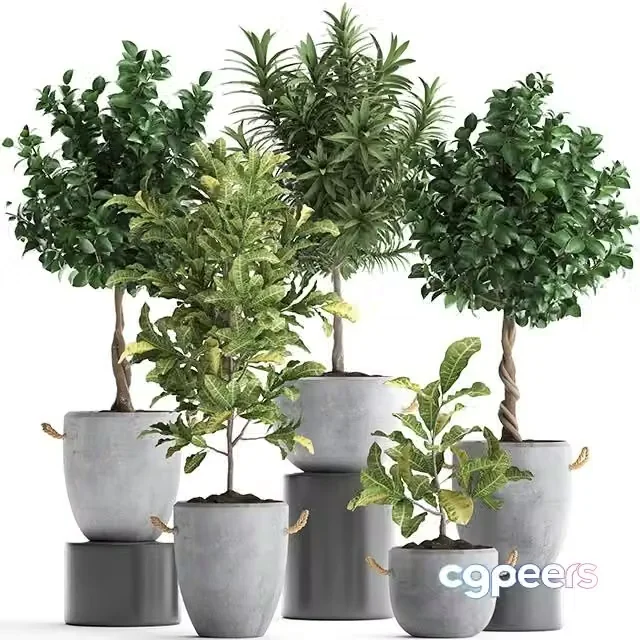 3ds Max Free – Collection of small trees in concrete pots with handles with Lemon tree, croton, oleander, citrus. Set 437