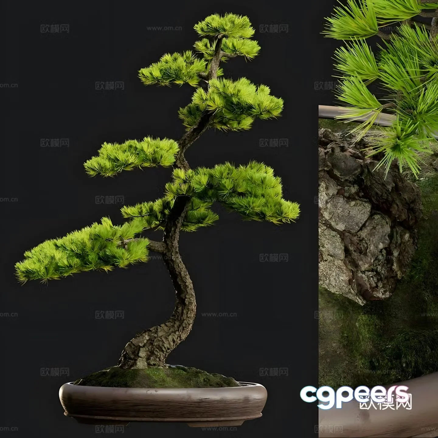 Welcome pine 3D model