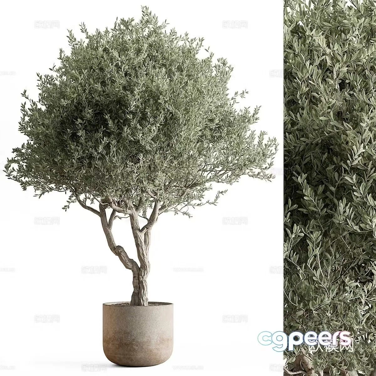 New Chinese green plant potted 3D model